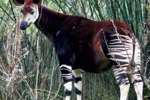 Životinje s vanzemaljskim izgledom: 18 neobičnih stvorenja našeg planeta Životinje s vanzemaljskim izgledom: 18 neobičnih stvorenja našeg planeta